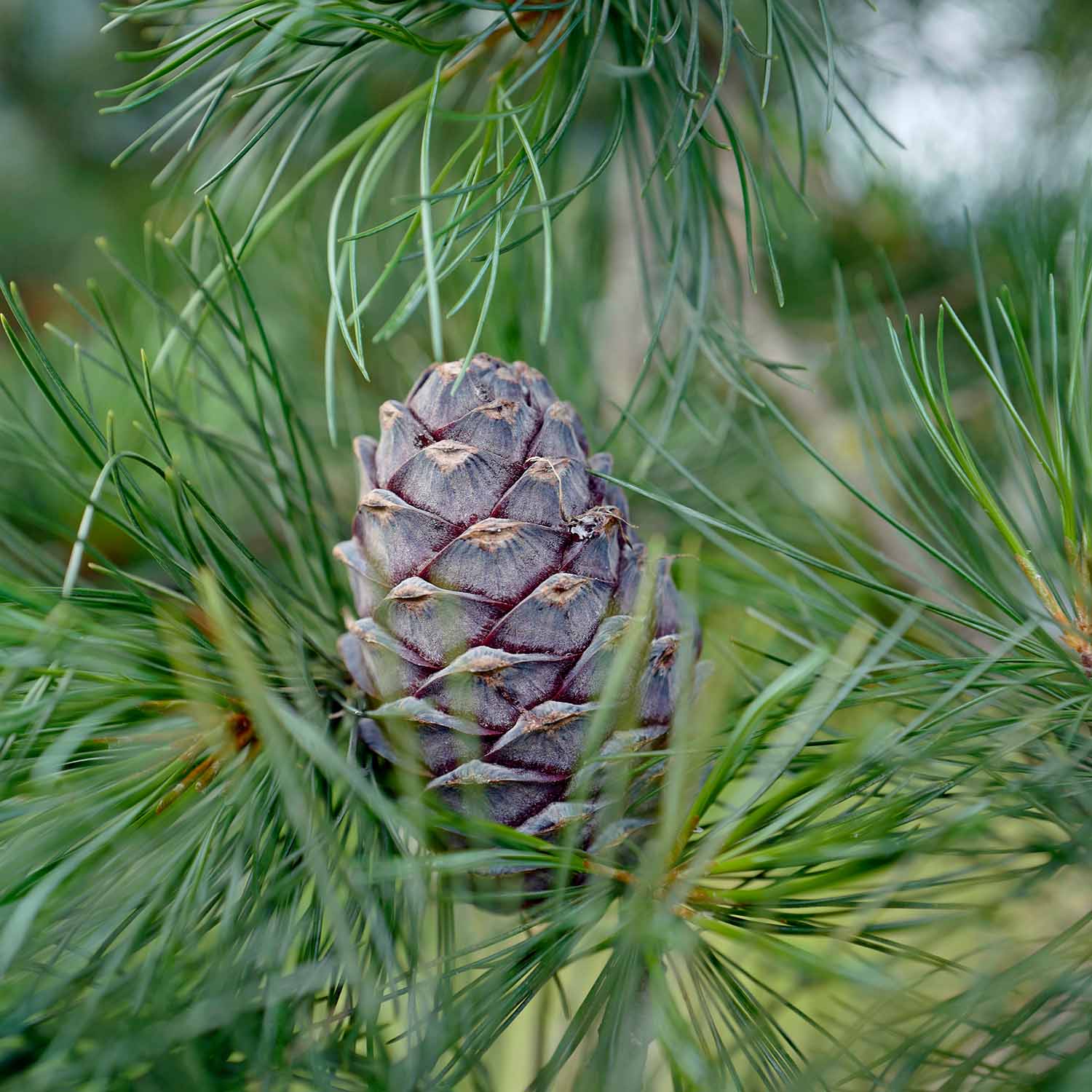 Junge Zirbenzapfe auf Zirbenbaum in Tirol